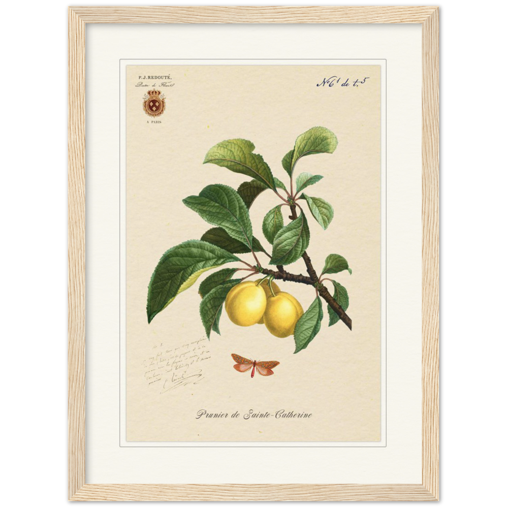 Plum of Saint Catherine, 1824 (édition classique)