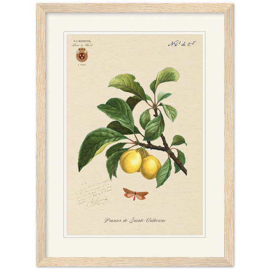 Plum of Saint Catherine, 1824 (édition classique)