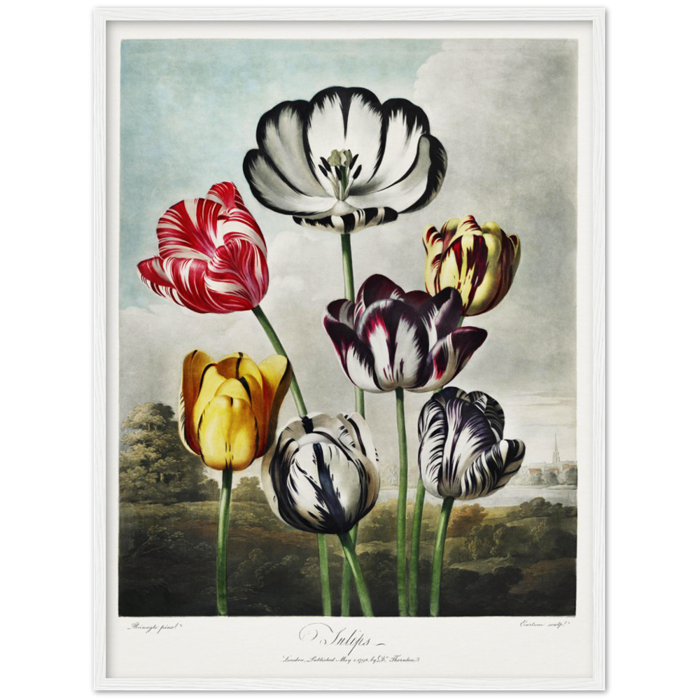 The Tulips by R.J. Thornton, 1807