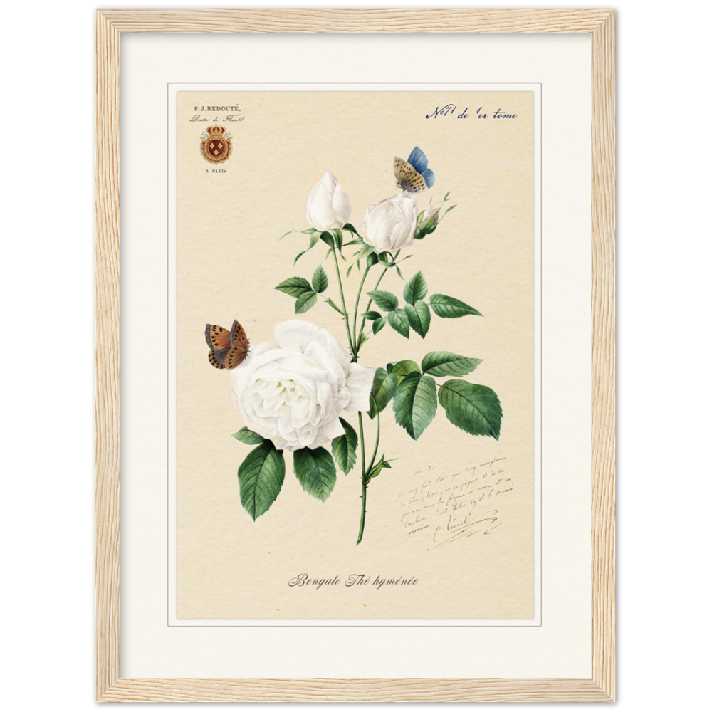 Pierre-Joseph Redouté, floral, flowers, art, wall art, flower prints, botanical, illustration, plants, roses
