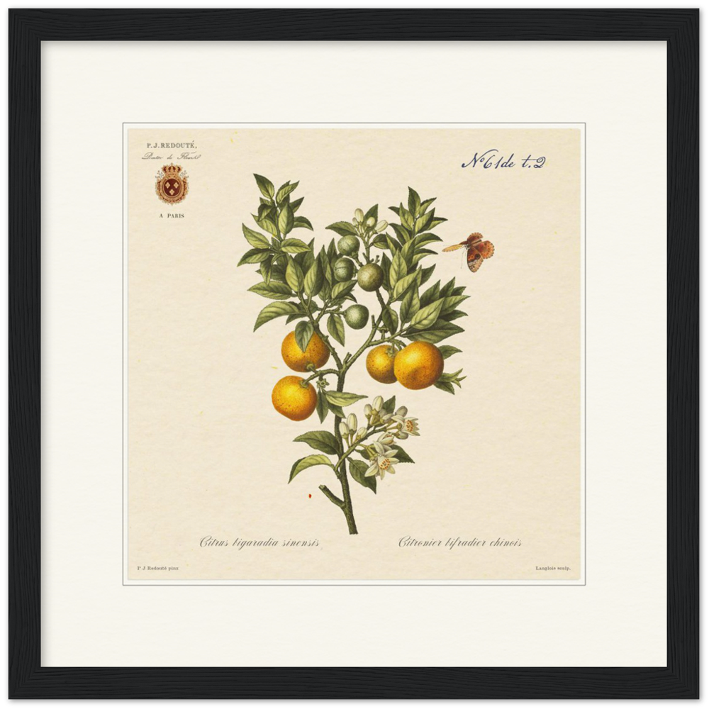 Bitter orange by Redouté, 1834 (édition classique)