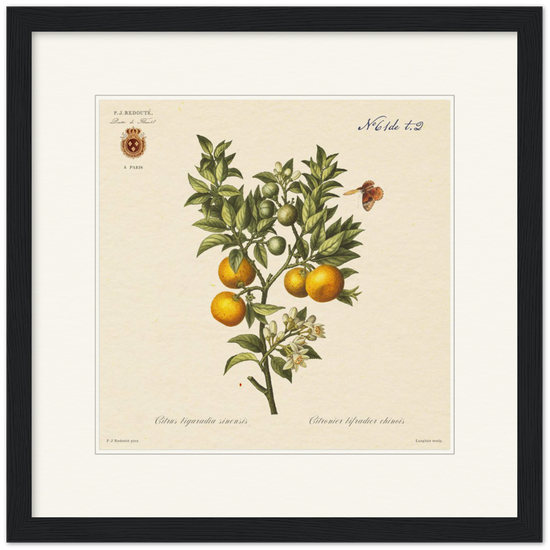 Bitter orange by Redouté, 1834 (édition classique)