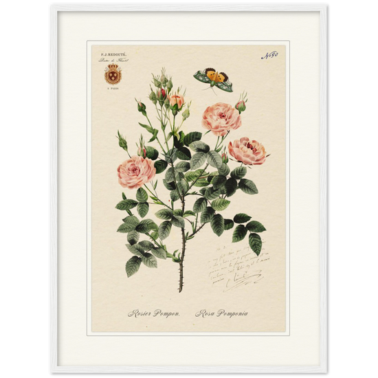 Rose Pompon by Redouté, 1824 (édition classique)