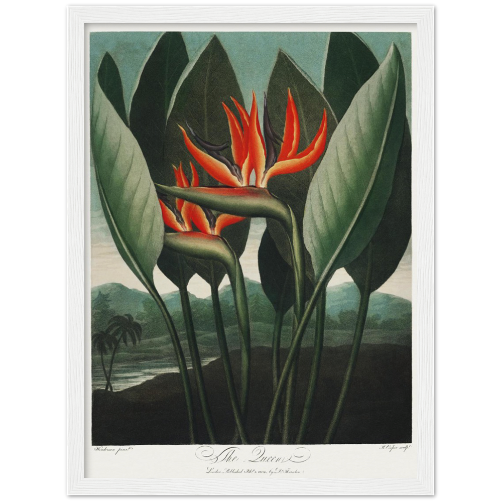 The Queen plant by R.J. Thornton, 1807