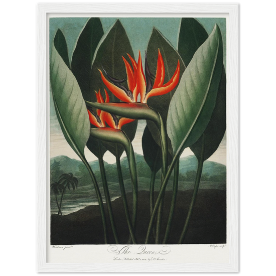 The Queen plant by R.J. Thornton, 1807