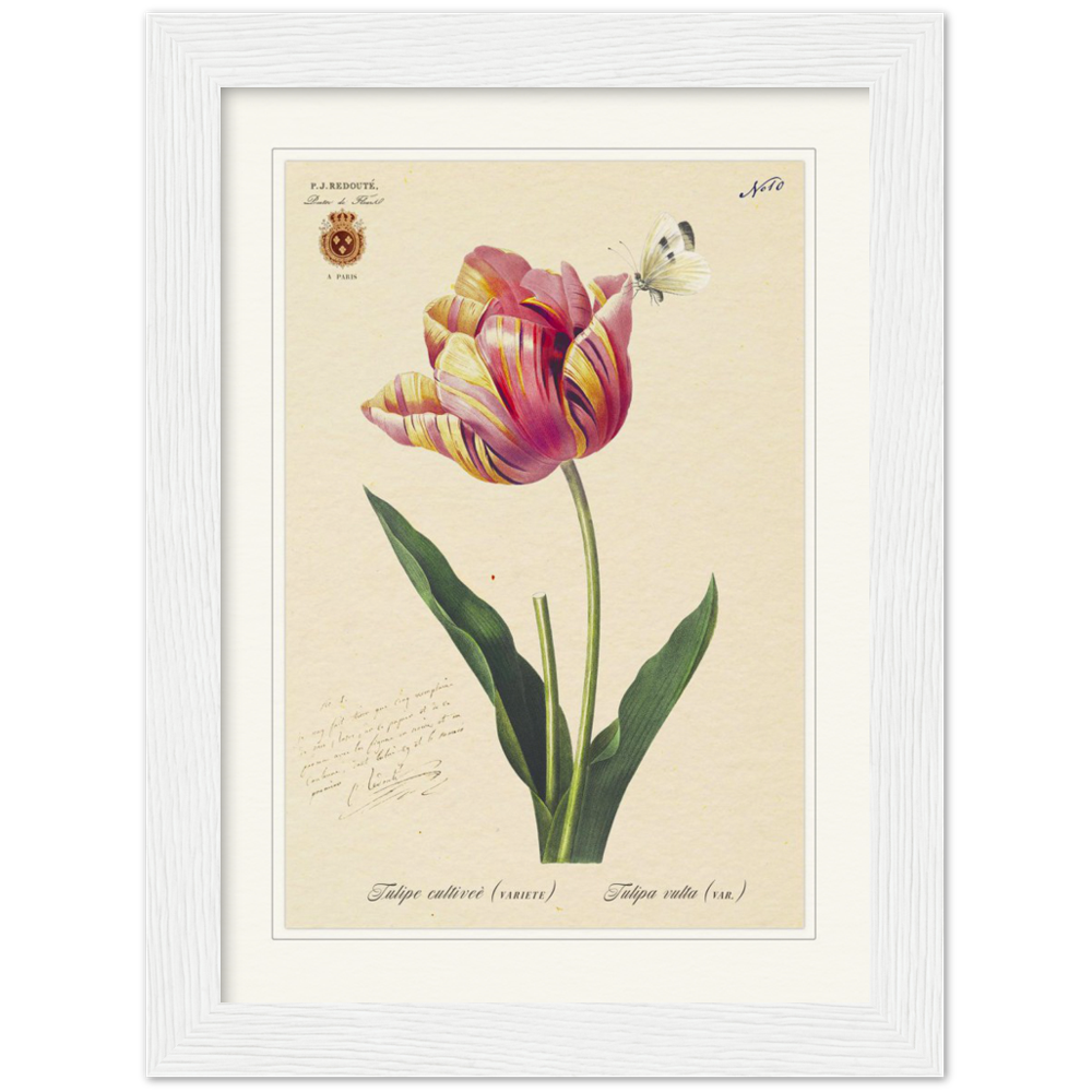 Triumph Tulip Pic