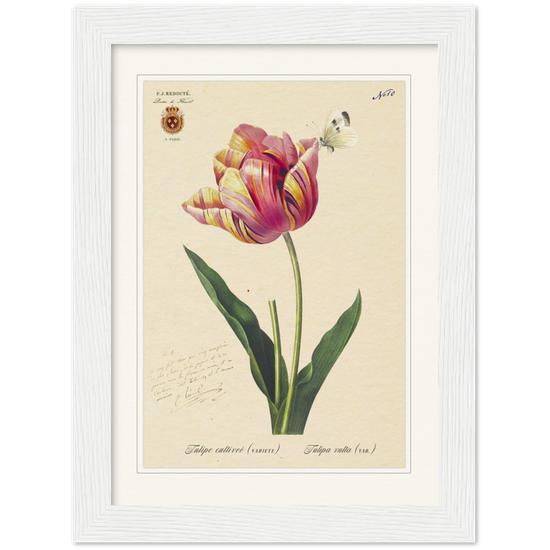 Triumph Tulip Pic