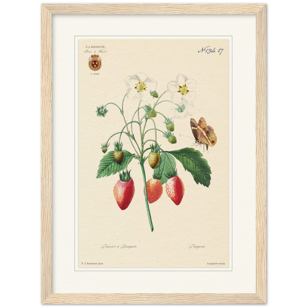 Strawberry by Redouté, 1834 (édition classique)