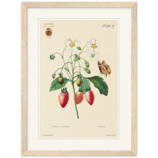 Strawberry by Redouté, 1834 (édition classique)