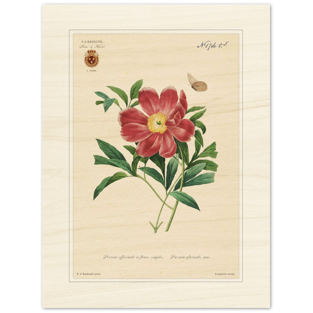 Peony by Redouté, 1827 (édition classique)