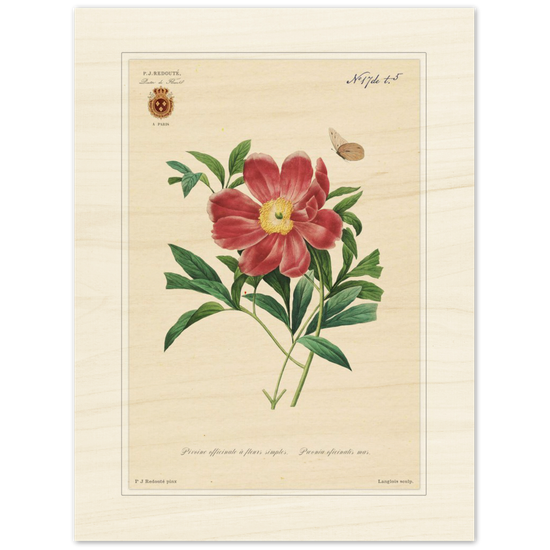 Peony by Redouté, 1827 (édition classique)
