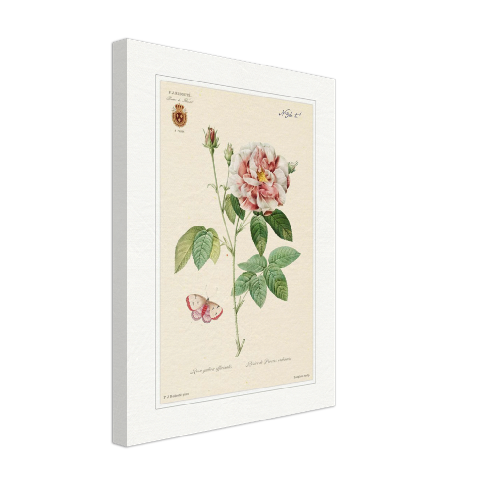 French Provencal Rose by Redouté, édition classique