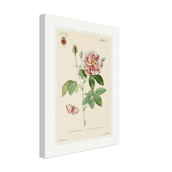 French Provencal Rose by Redouté, édition classique
