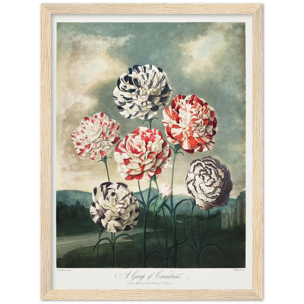 Pierre-Joseph Redouté, floral, flowers, art, wall art, flower prints, botanical, illustration, plants, roses