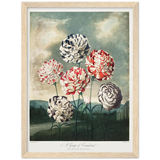 Pierre-Joseph Redouté, floral, flowers, art, wall art, flower prints, botanical, illustration, plants, roses