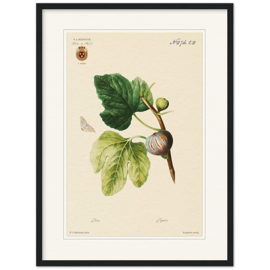 Figs by Redouté, 1834 (édition classique)