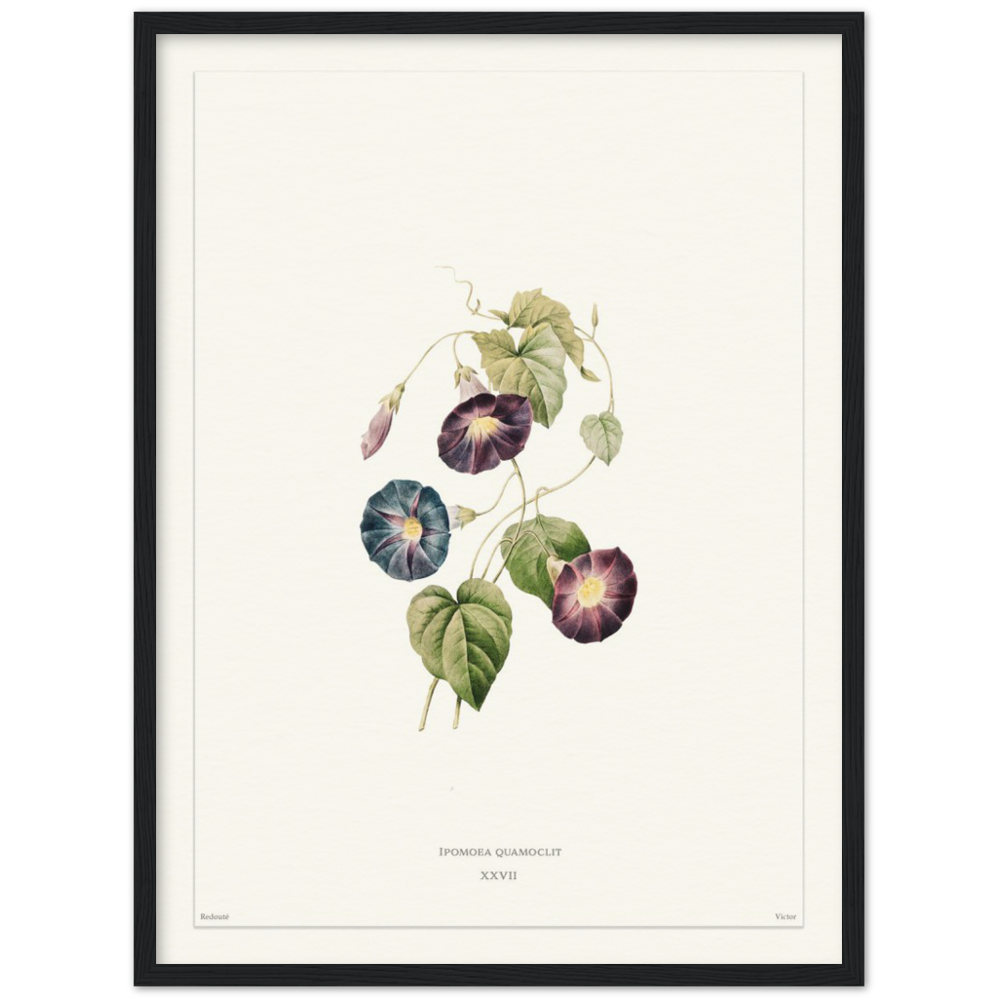 Pierre-Joseph Redouté, floral, flowers, art, wall art, flower prints, botanical, illustration, plants, roses