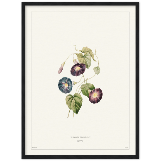 Pierre-Joseph Redouté, floral, flowers, art, wall art, flower prints, botanical, illustration, plants, roses