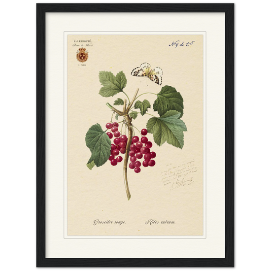 Red currant by Redoute, 1827 (édition classique)