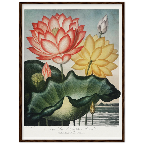 The Sacred Egyptian Bean by R.J. Thornton, 1807