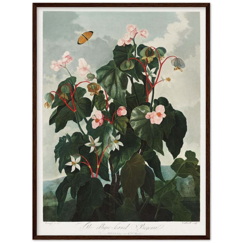 The oblique-leaved begonia by R.J. Thornton, 1807