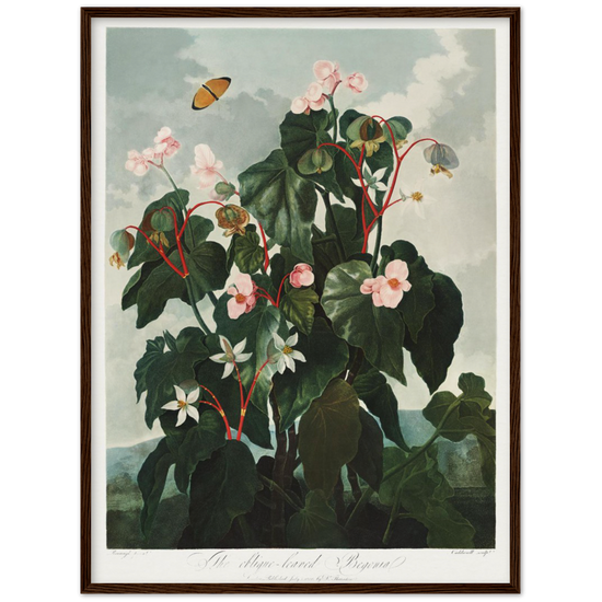 The oblique-leaved begonia by R.J. Thornton, 1807