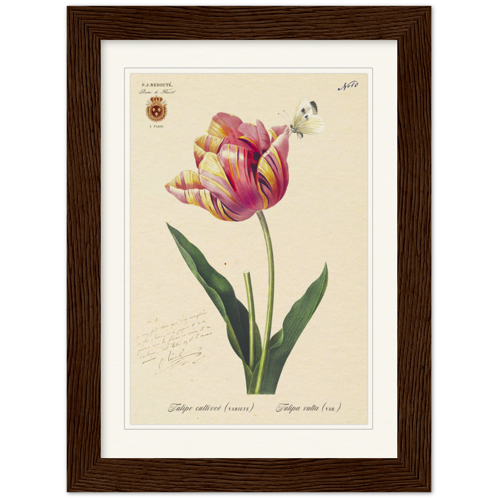 Triumph Tulip Pic