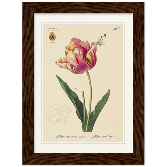 Triumph Tulip Pic