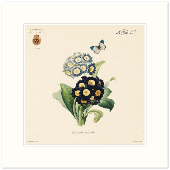 Pierre-Joseph Redouté, floral, flowers, art, wall art, flower prints, botanical, illustration, plants, roses