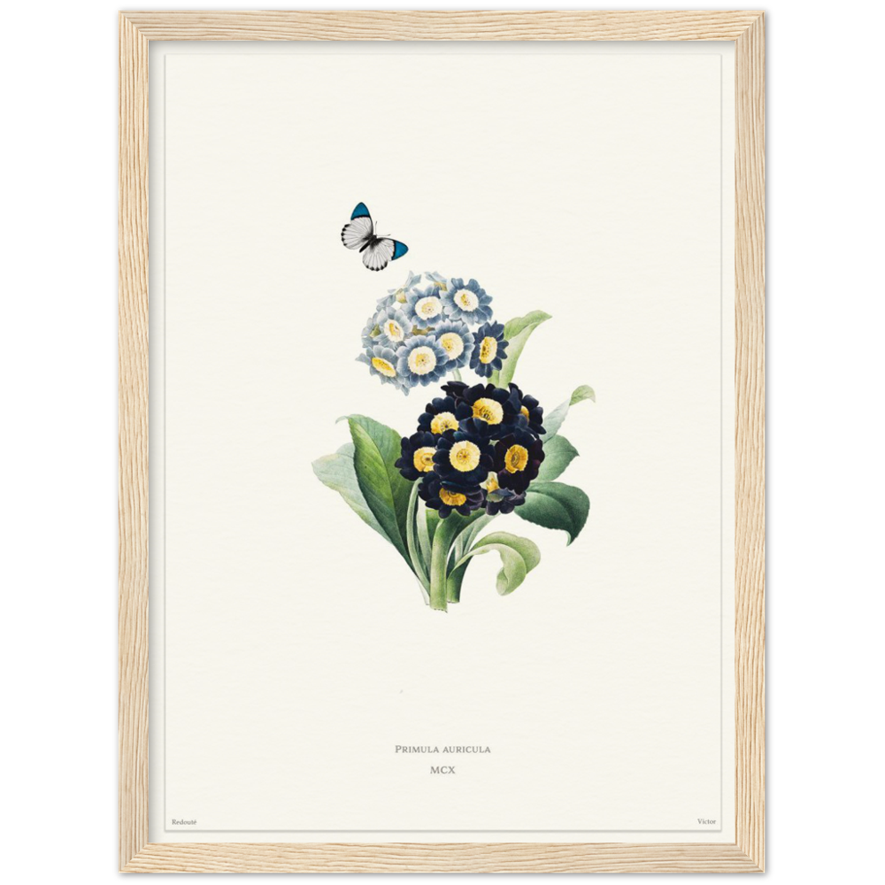 Pierre-Joseph Redouté, floral, flowers, art, wall art, flower prints, botanical, illustration, plants, roses