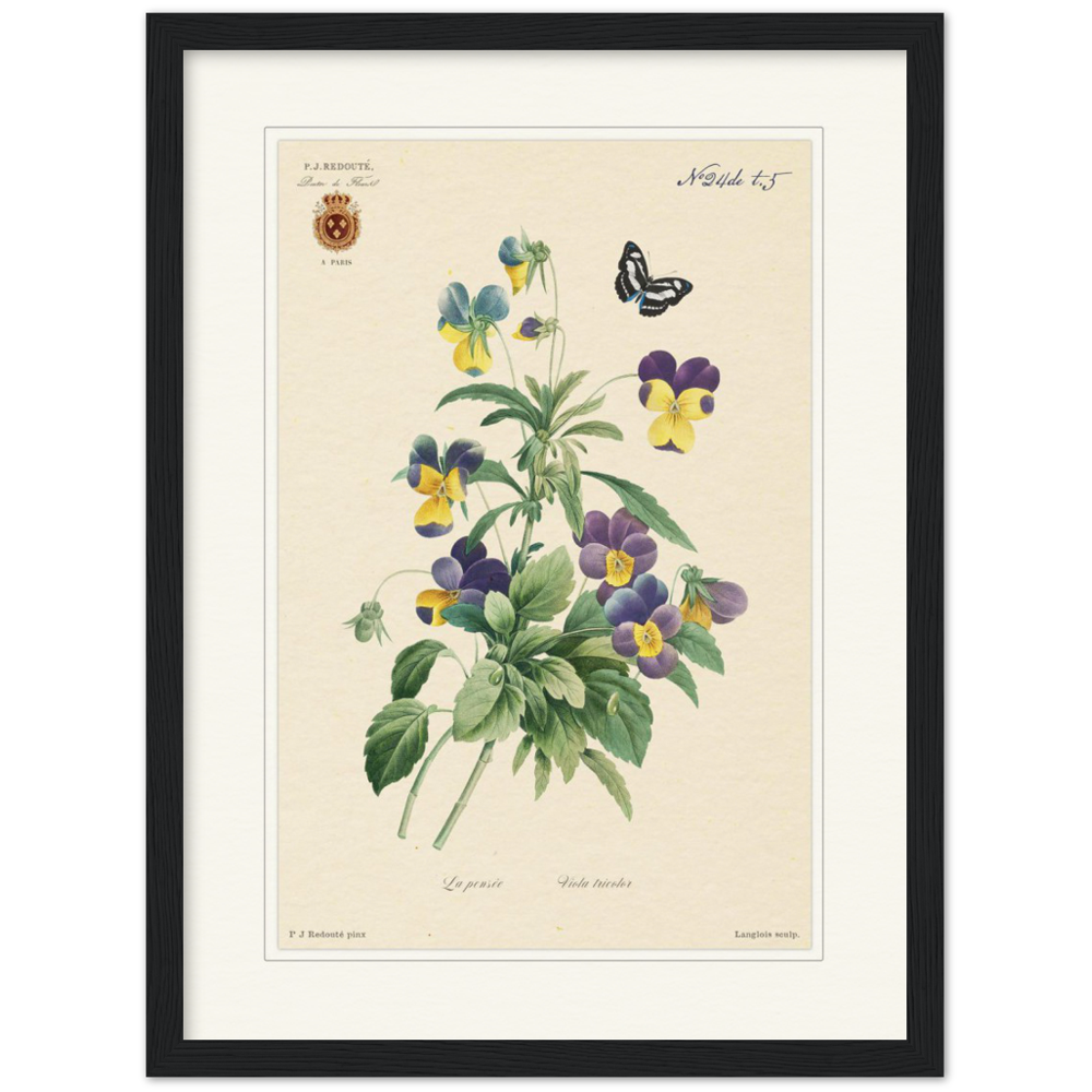 Tricolor viola by Redouté, 1834 (édition classique)