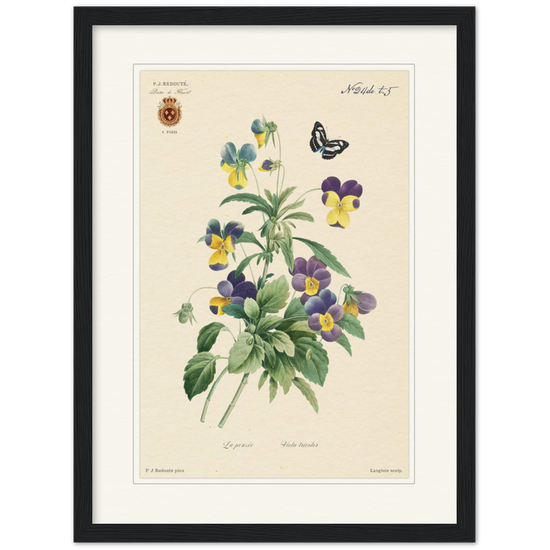 Tricolor viola by Redouté, 1834 (édition classique)