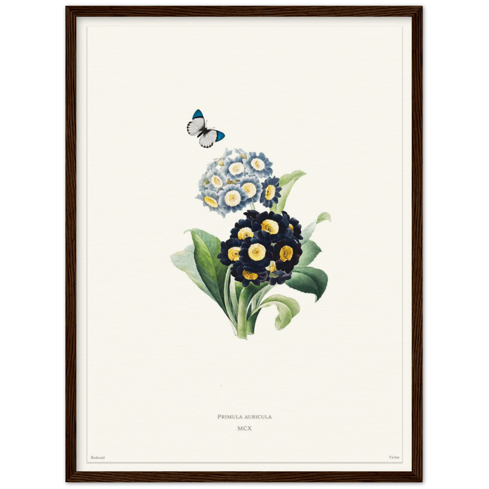Pierre-Joseph Redouté, floral, flowers, art, wall art, flower prints, botanical, illustration, plants, roses