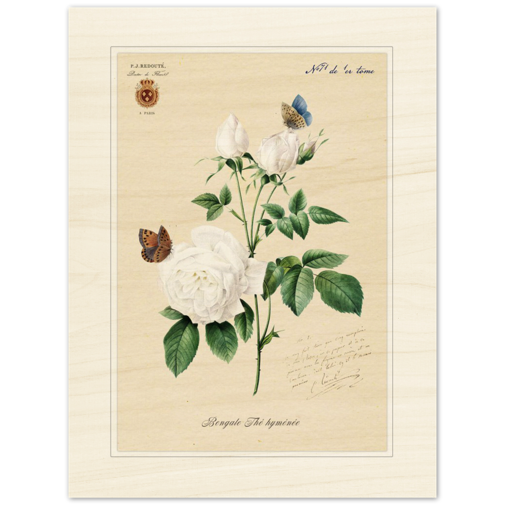 Pierre-Joseph Redouté, floral, flowers, art, wall art, flower prints, botanical, illustration, plants, roses