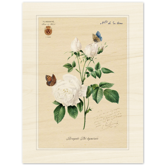 Pierre-Joseph Redouté, floral, flowers, art, wall art, flower prints, botanical, illustration, plants, roses