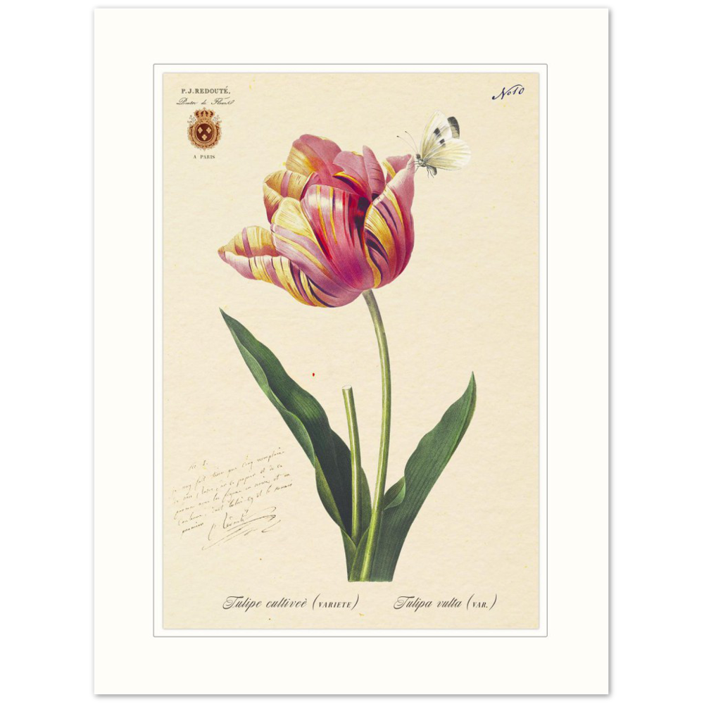 Triumph Tulip Pic