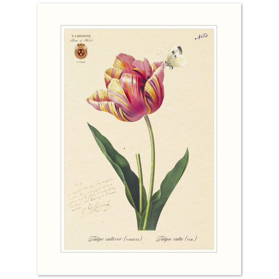 Triumph Tulip Pic