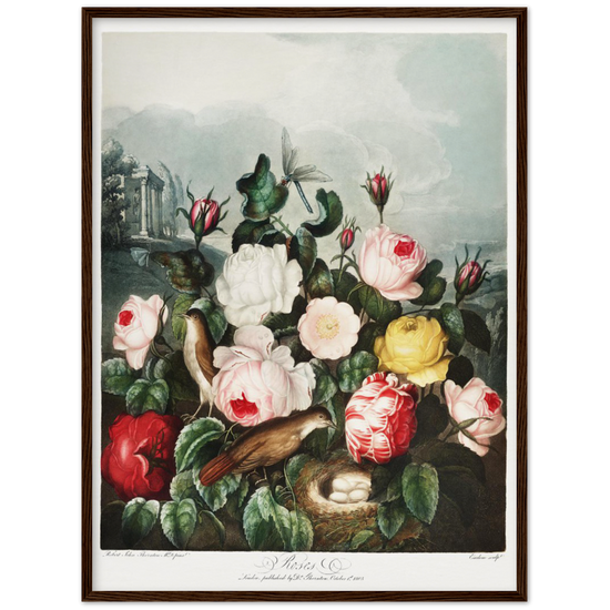 The Roses by R.J. Thornton, 1807