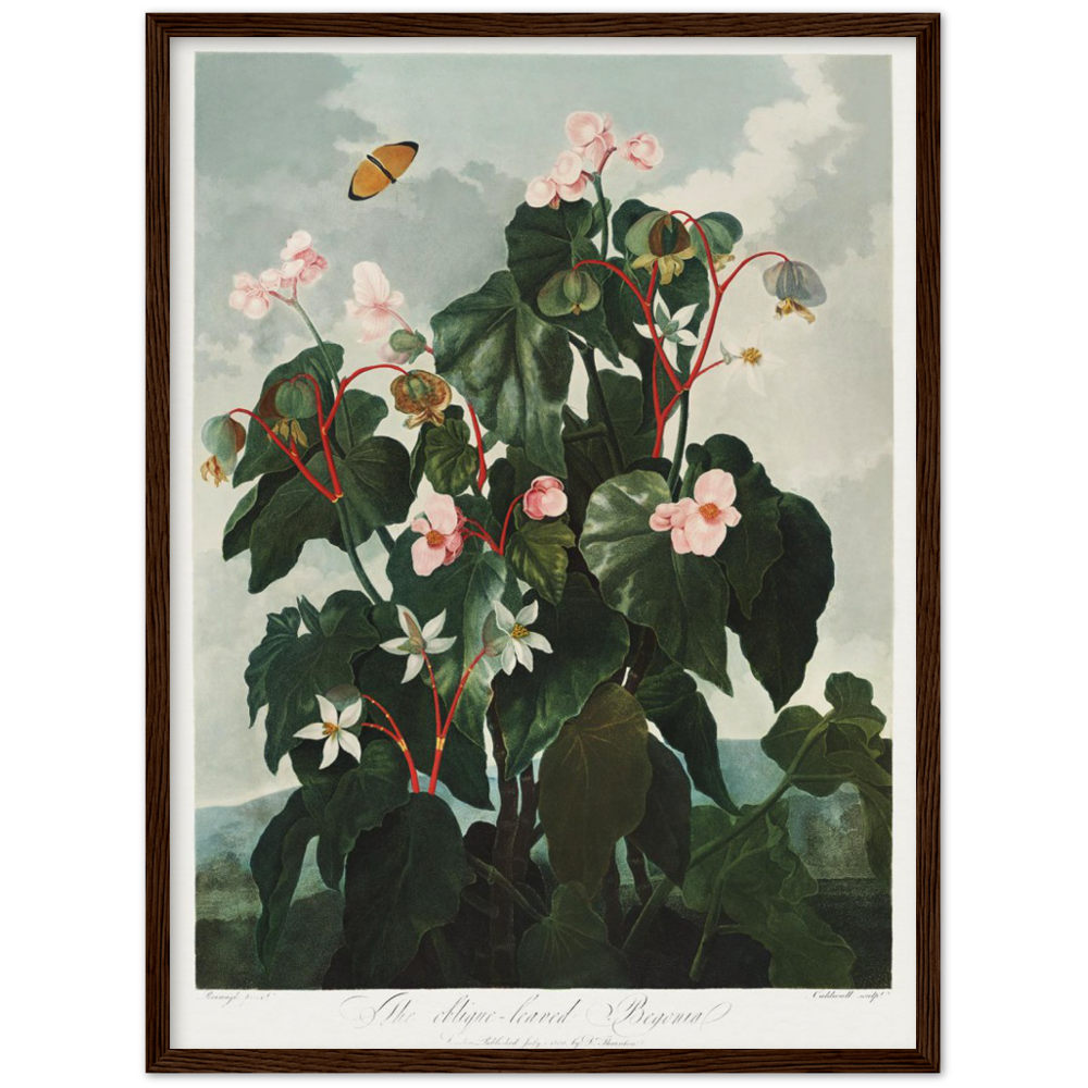 The oblique-leaved begonia by R.J. Thornton, 1807