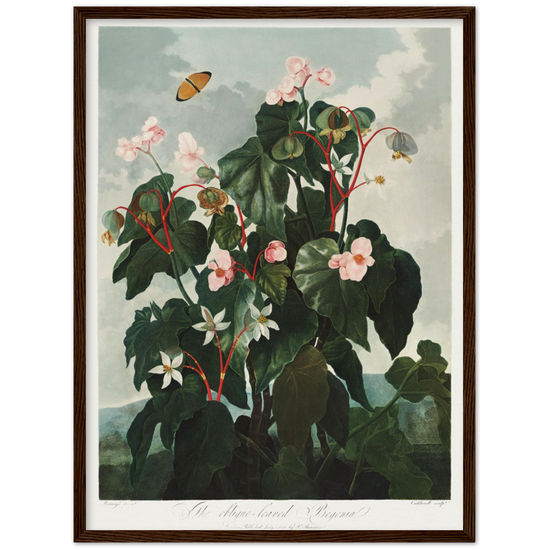 The oblique-leaved begonia by R.J. Thornton, 1807