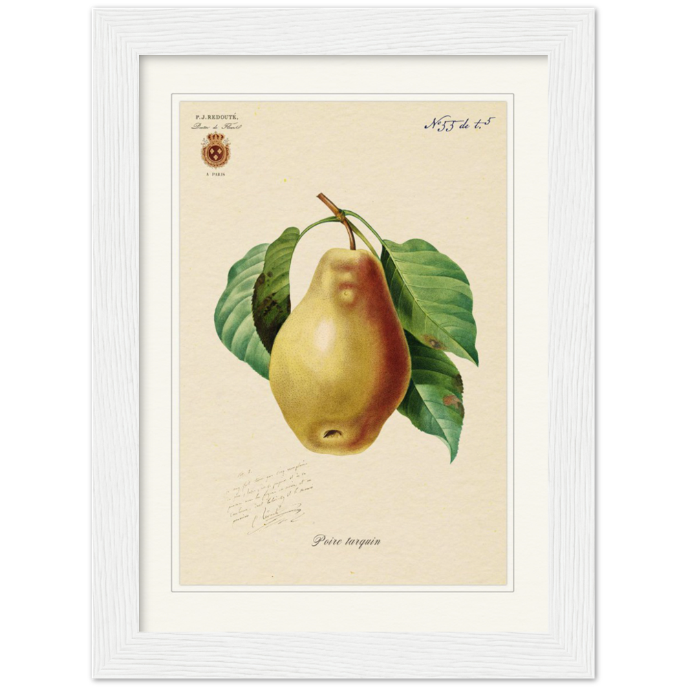 Tarquin Pear