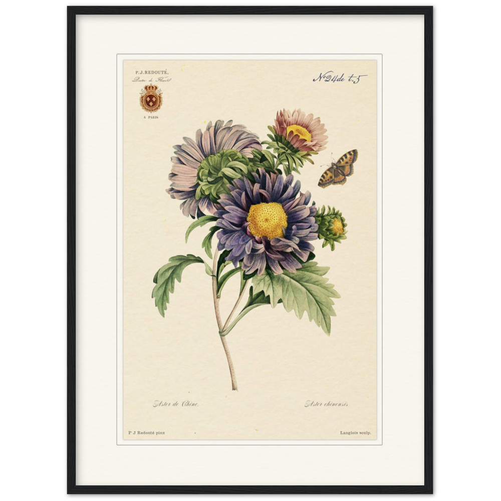 framed botanical print, Pierre-Joseph Redouté, floral, flowers, art, wall art, flower prints, botanical, illustration, plants, roses