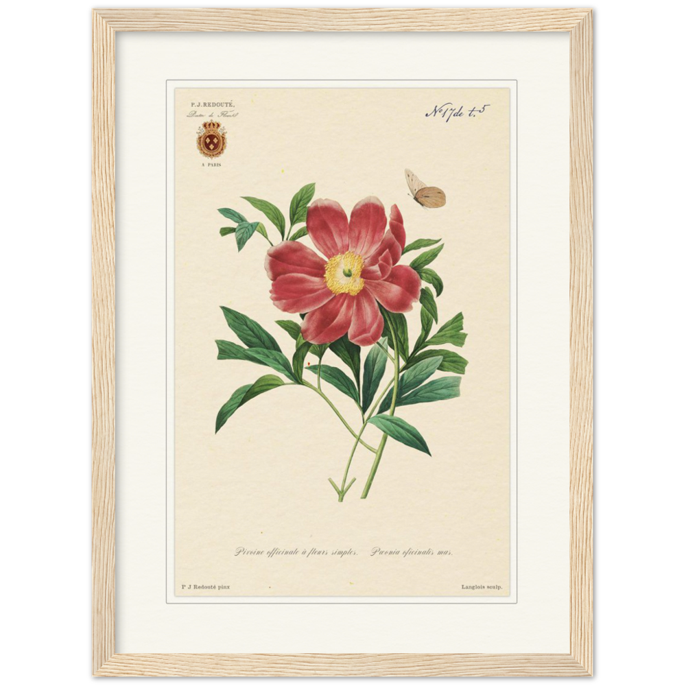 Peony by Redouté, 1827 (édition classique)