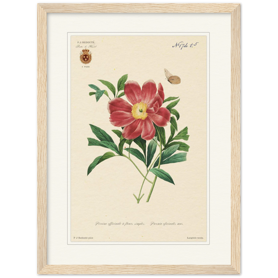 Peony by Redouté, 1827 (édition classique)
