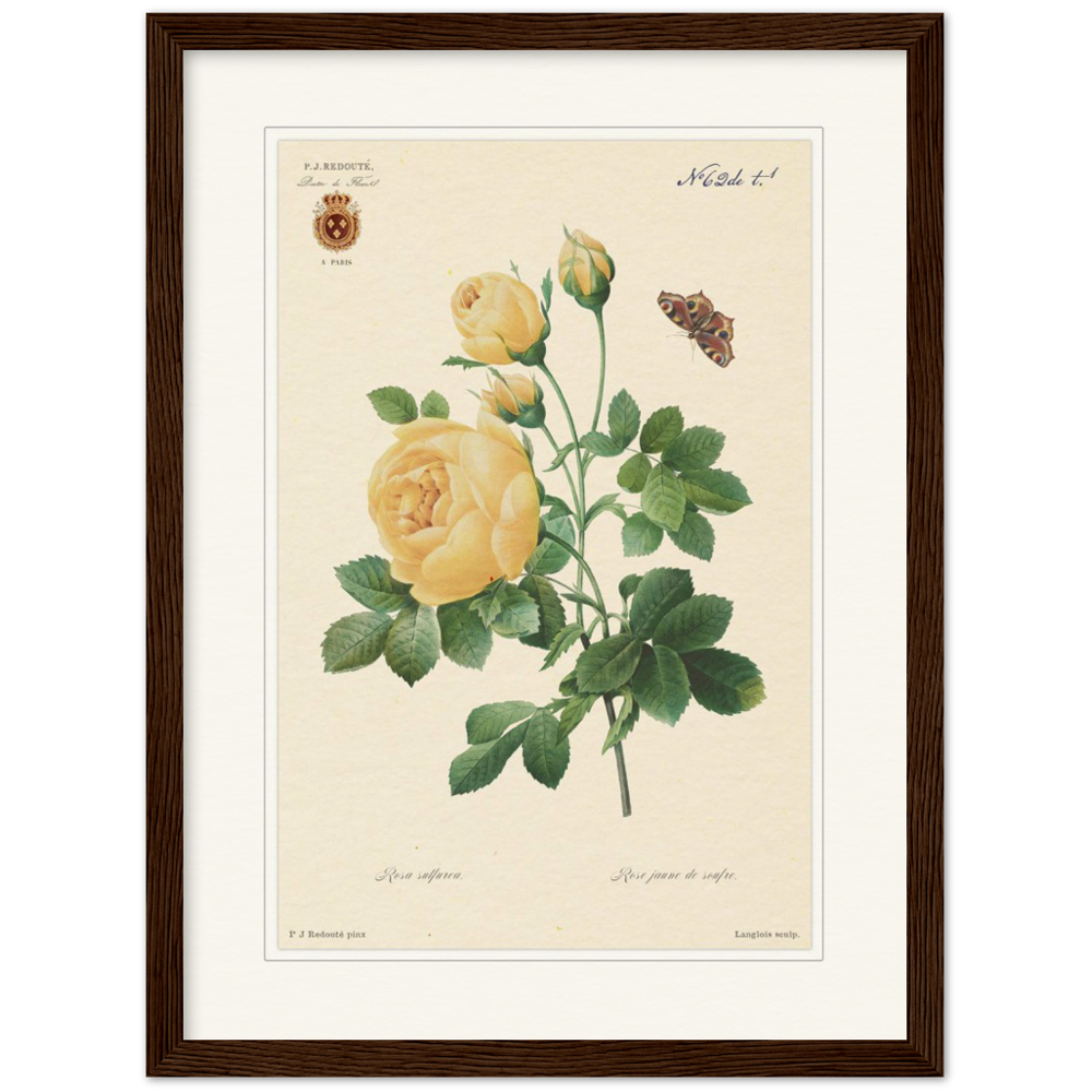 Yellow rose by Langlois and Redouté (édition classique)