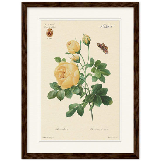Yellow rose by Langlois and Redouté (édition classique)