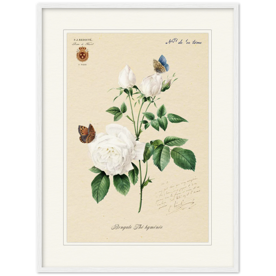 Pierre-Joseph Redouté, floral, flowers, art, wall art, flower prints, botanical, illustration, plants, roses