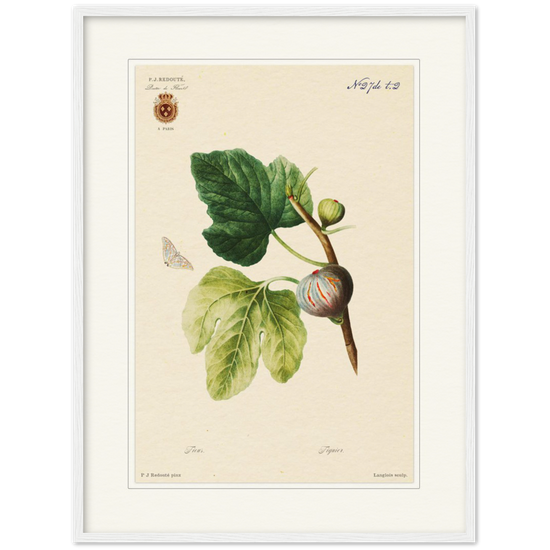 Figs by Redouté, 1834 (édition classique)