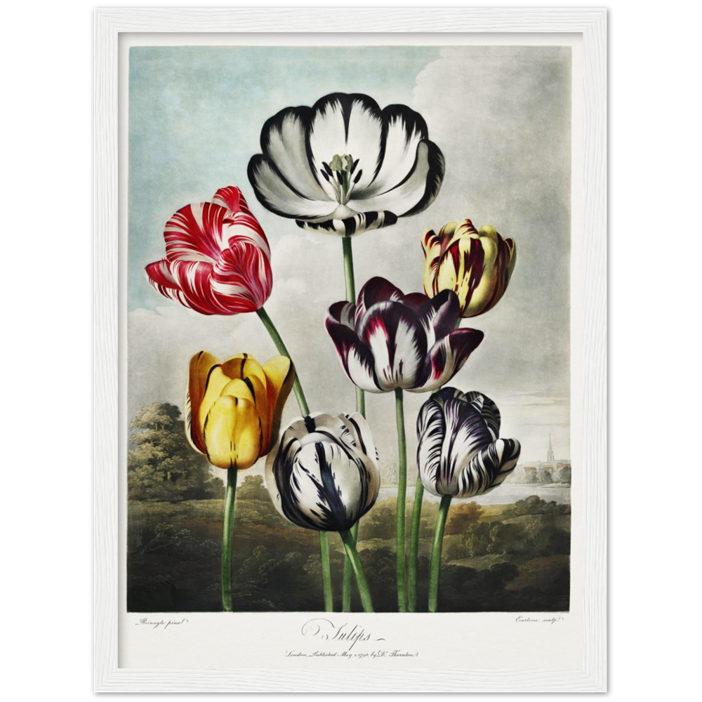 The Tulips by R.J. Thornton, 1807