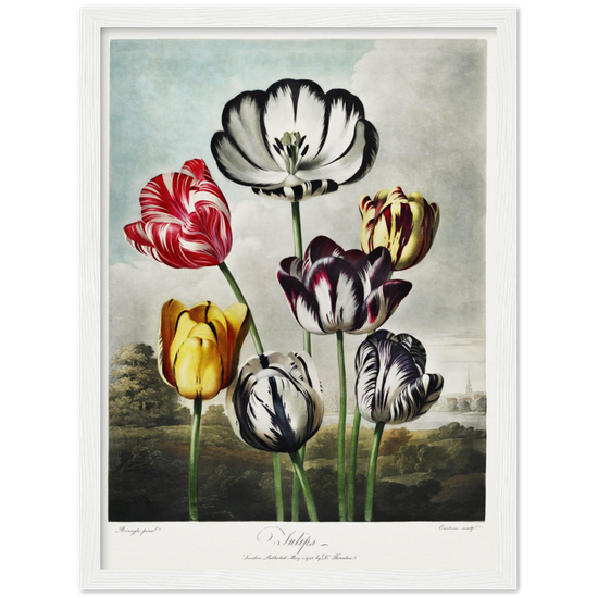 The Tulips by R.J. Thornton, 1807